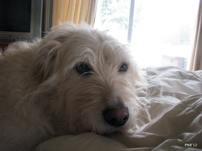 My Irish Rover My Irish Rover