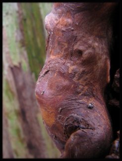 Face in the wood