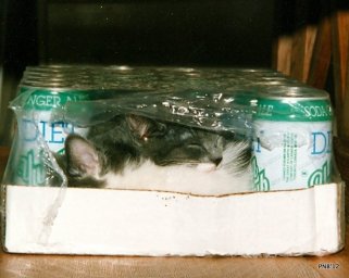 Pop Case Kittens - thetemenosjournal.com