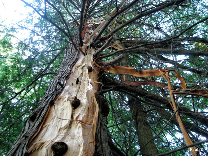 Lightening struck this tree on the other side of the lake. We seen the flash over the other side of the lake the night before, so went out in the paddle boat to check it out the next day. 