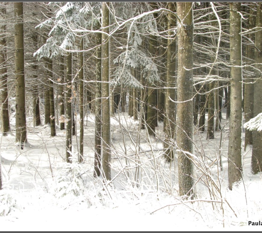 Pines in winter white