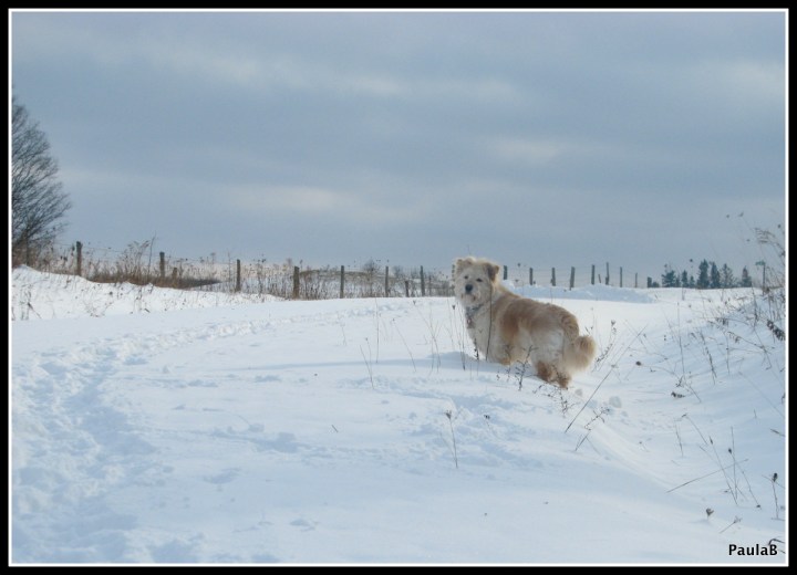Irish in the past has not been known for her listening skills. I learned recently that may be partly my fault, or ours. So now I'm learning to have more faith, and she's listening. 