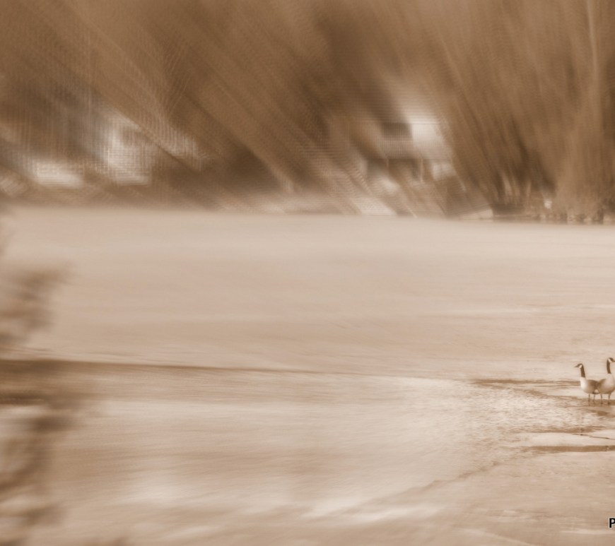 Pair of Geese on Lake