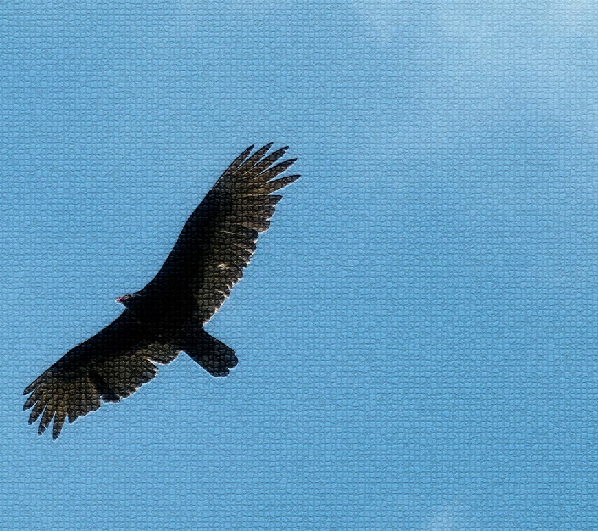 Vulture