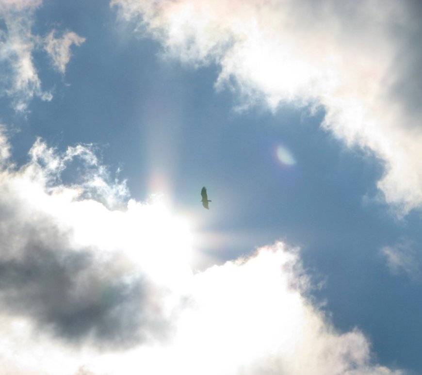 Clouds & Hawk