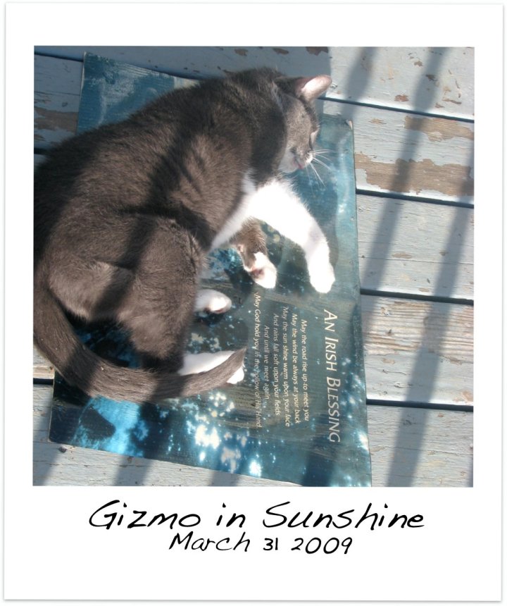 Gizmo in Sunshine