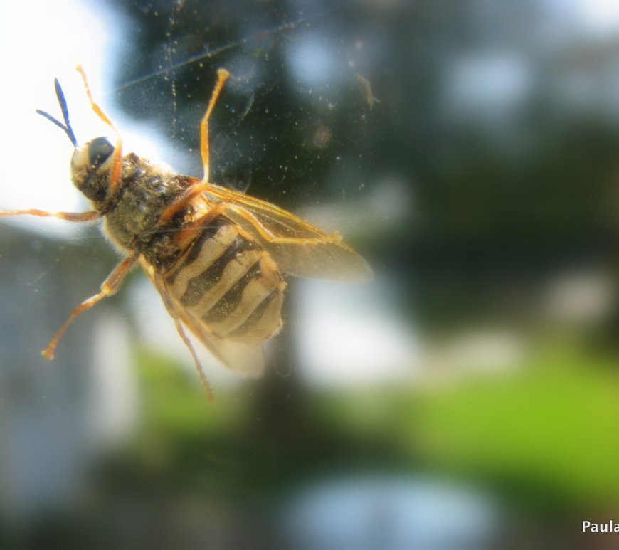 Bee on Windowpane