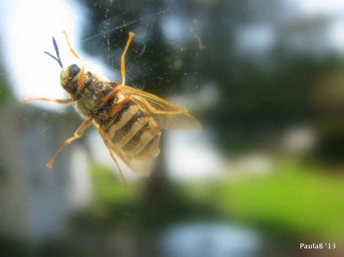 Bee on Windowpane