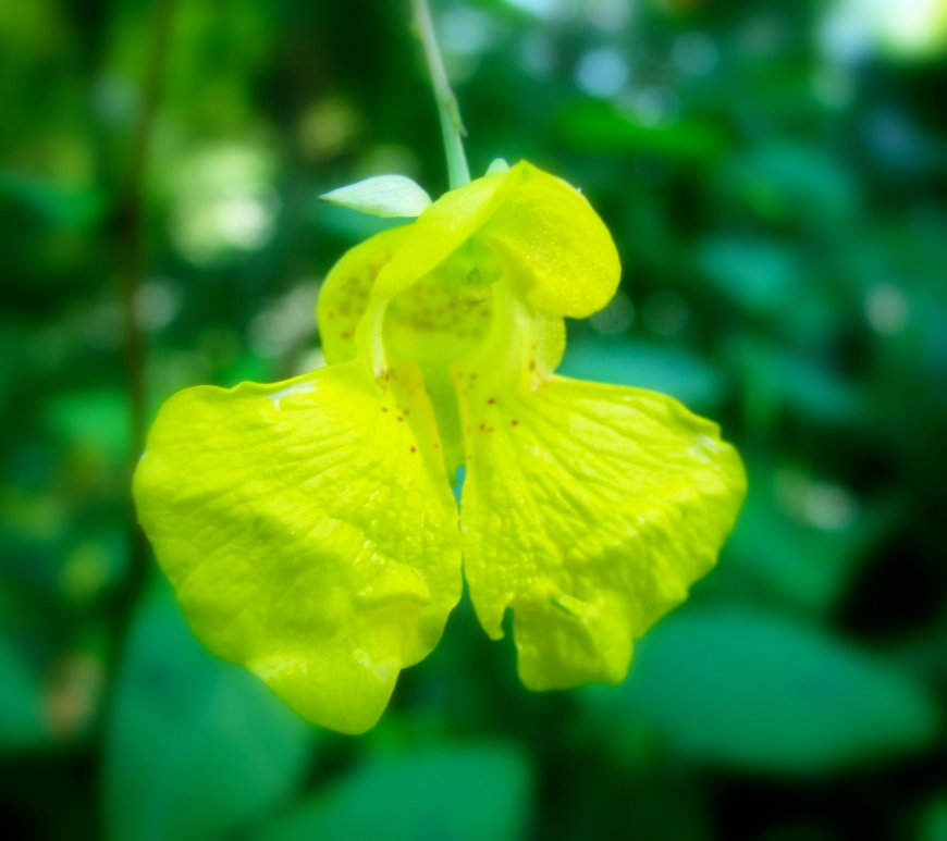 Spotted Touch-me-not