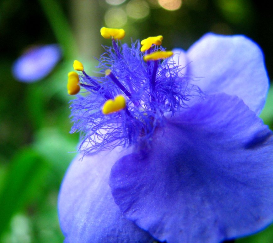 Spiderwort
