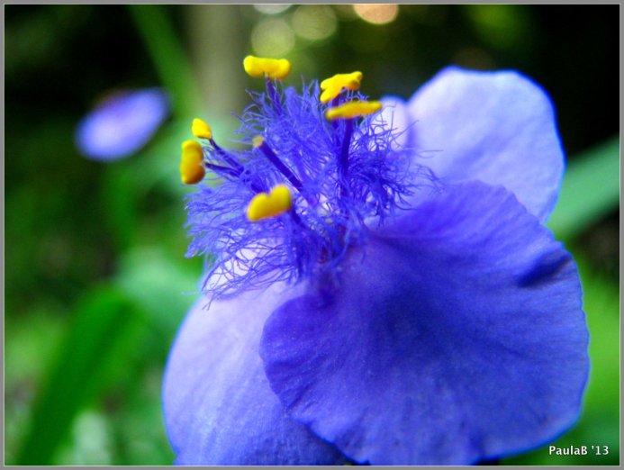Spiderwort