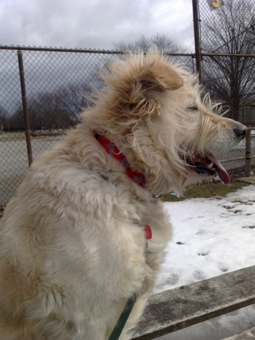 Irish at Ball Diamond
