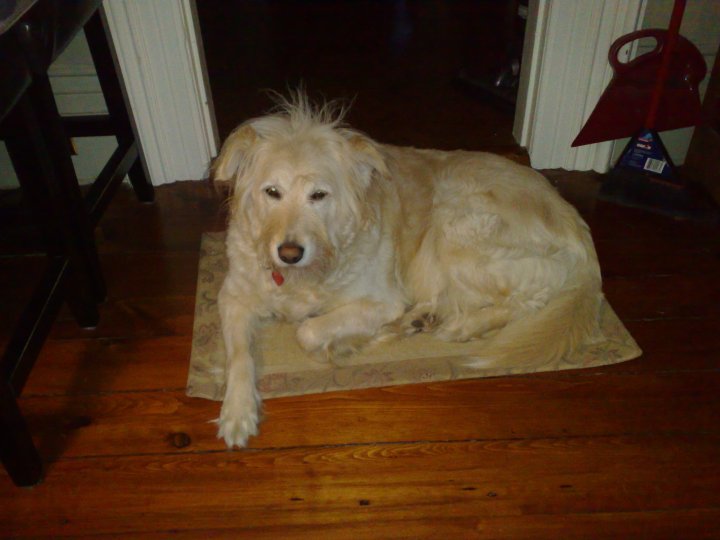 Shaggy Sheepskin Rug