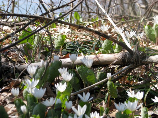 Bloodroot