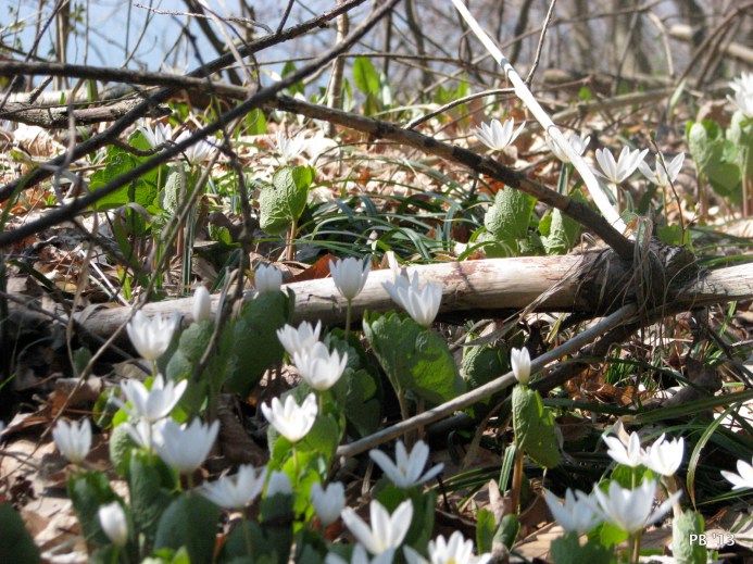 Bloodroot