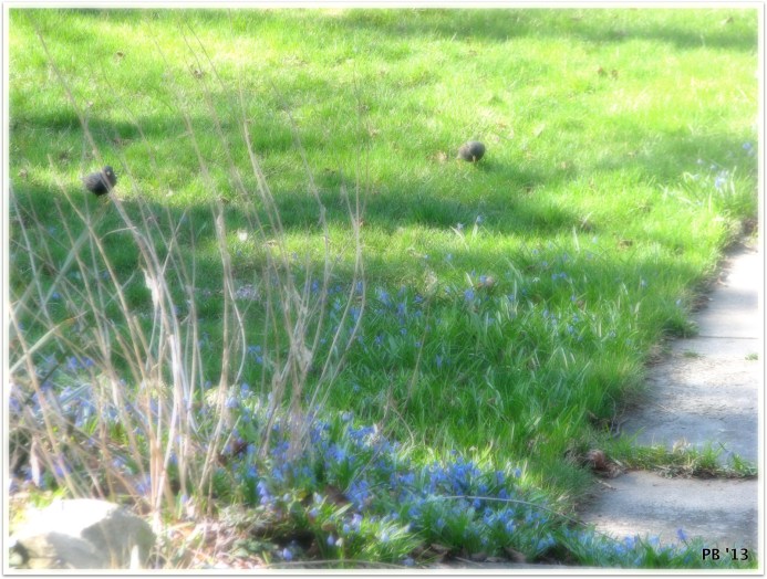 Starlings on Front Lawn