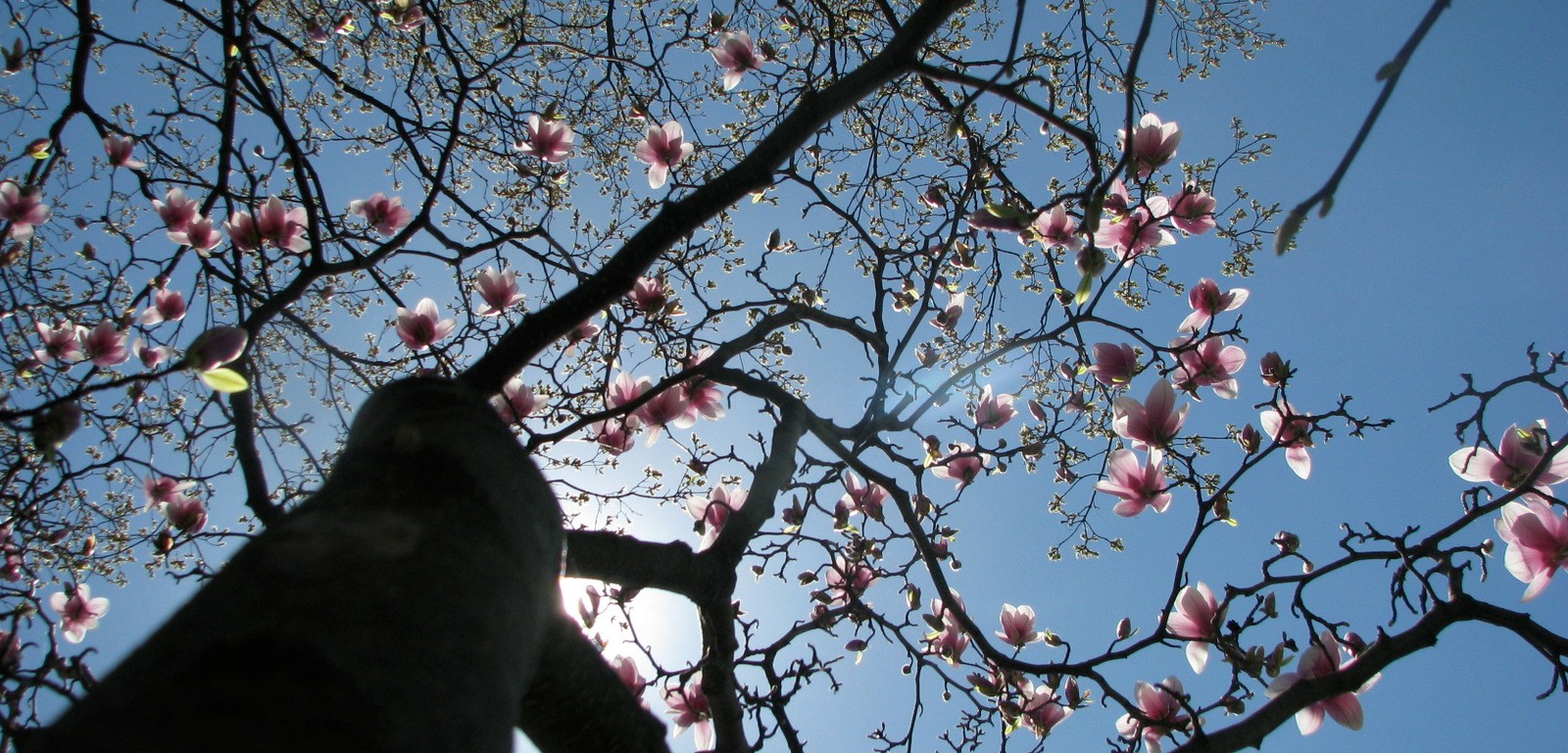 Magnolia Tree