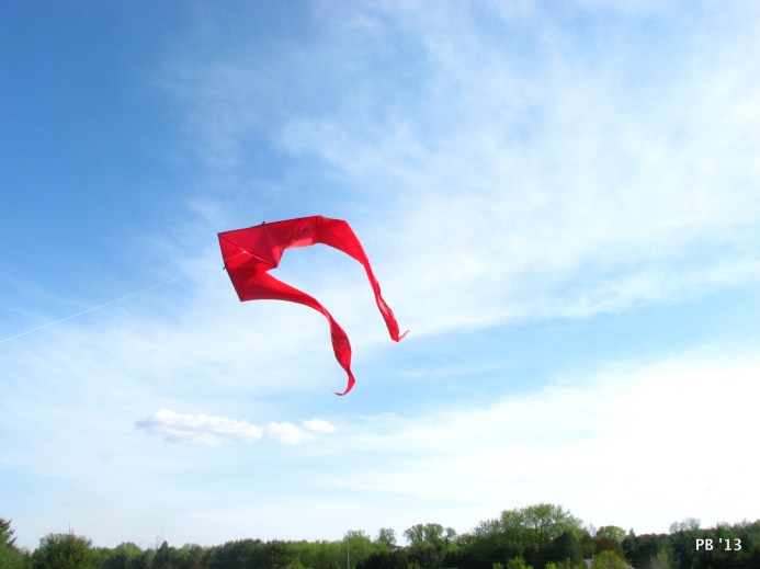 Red Kite Above the Treetops