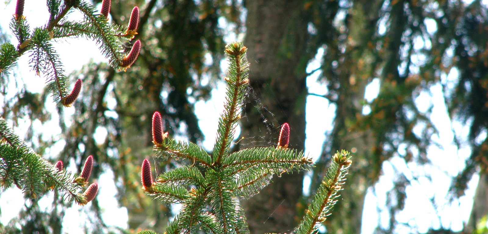 Evergreens & Pinecones