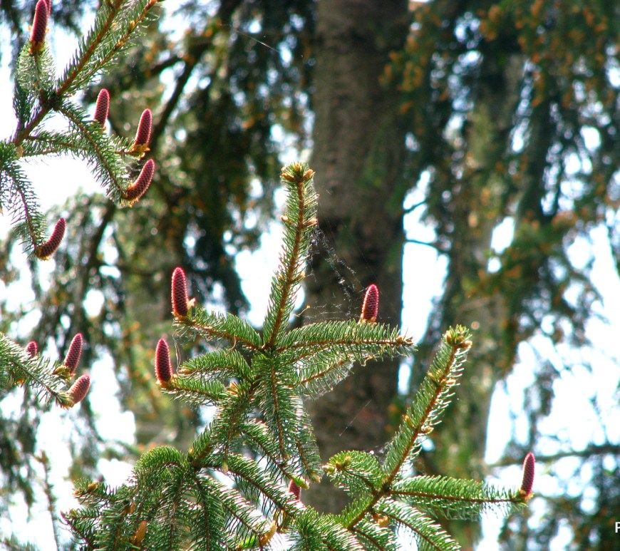 Evergreens & Pinecones