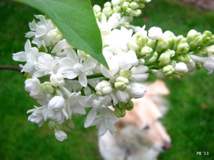 Lilac Blooms & Irish