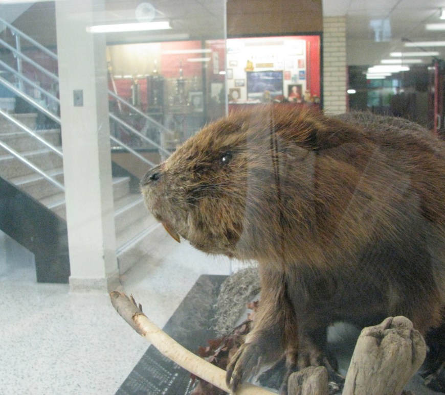 A Stuffed Beaver