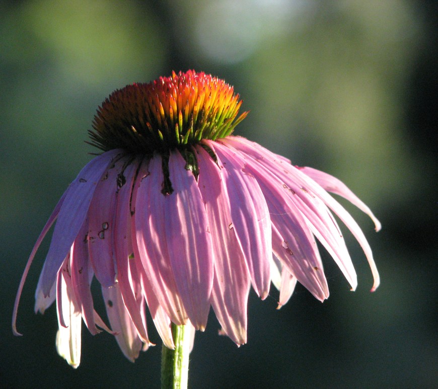 Purple Coneflower