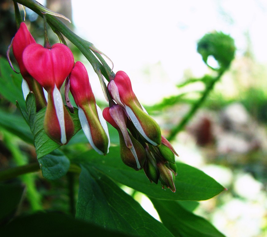 Bleeding Hearts