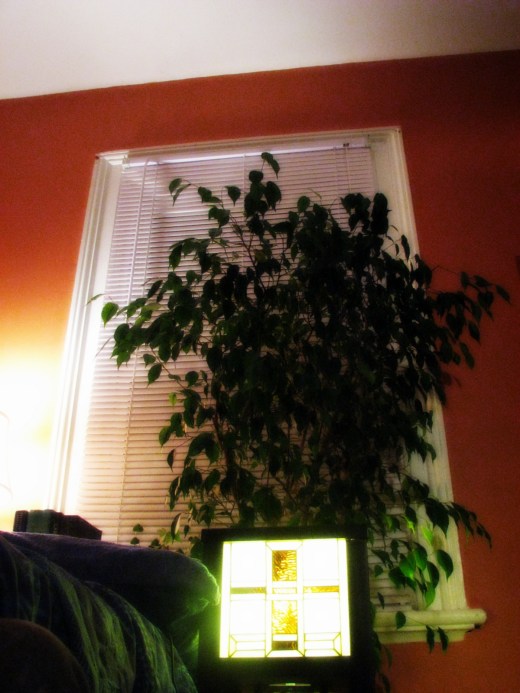 Fred The Ficus - thetemenosjournal.com