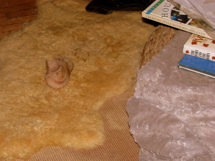 Who wants to bet how long it takes me to stub my toe on this bone?