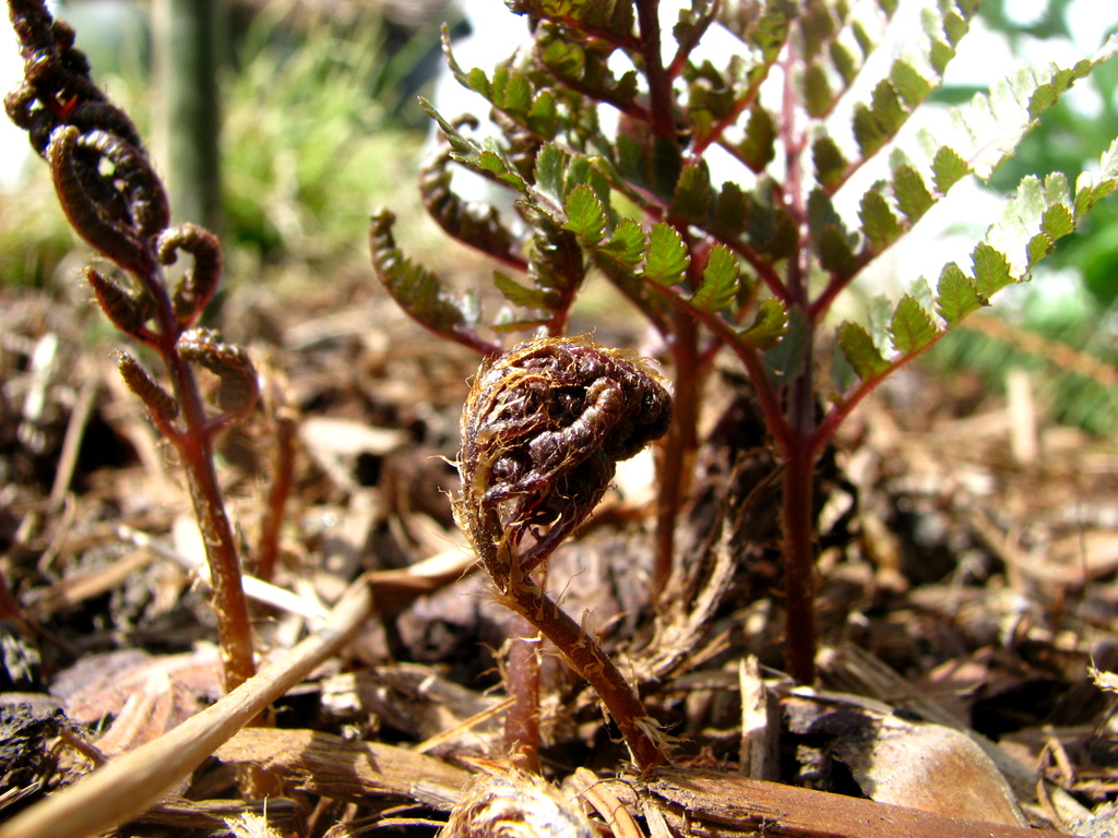 Japanese Fern