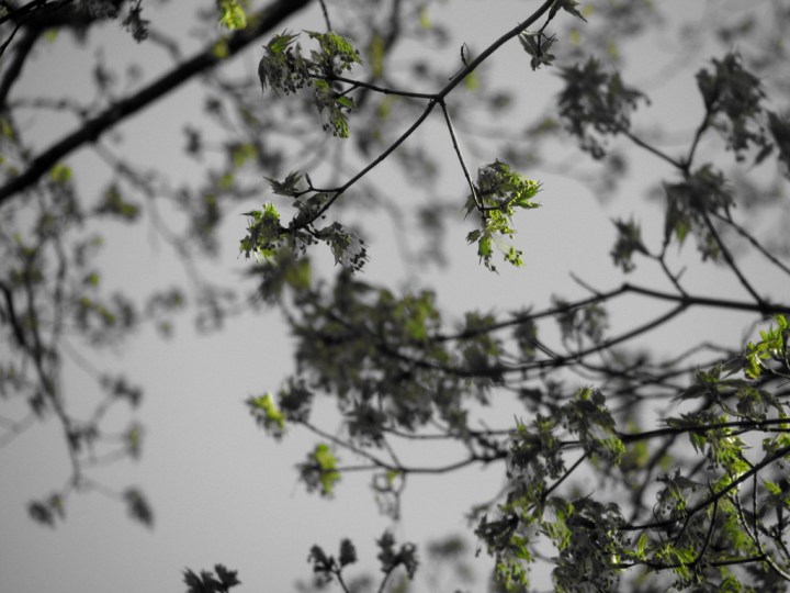 Manitoba Maple Budding