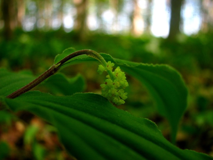 False Solomon's Seal
