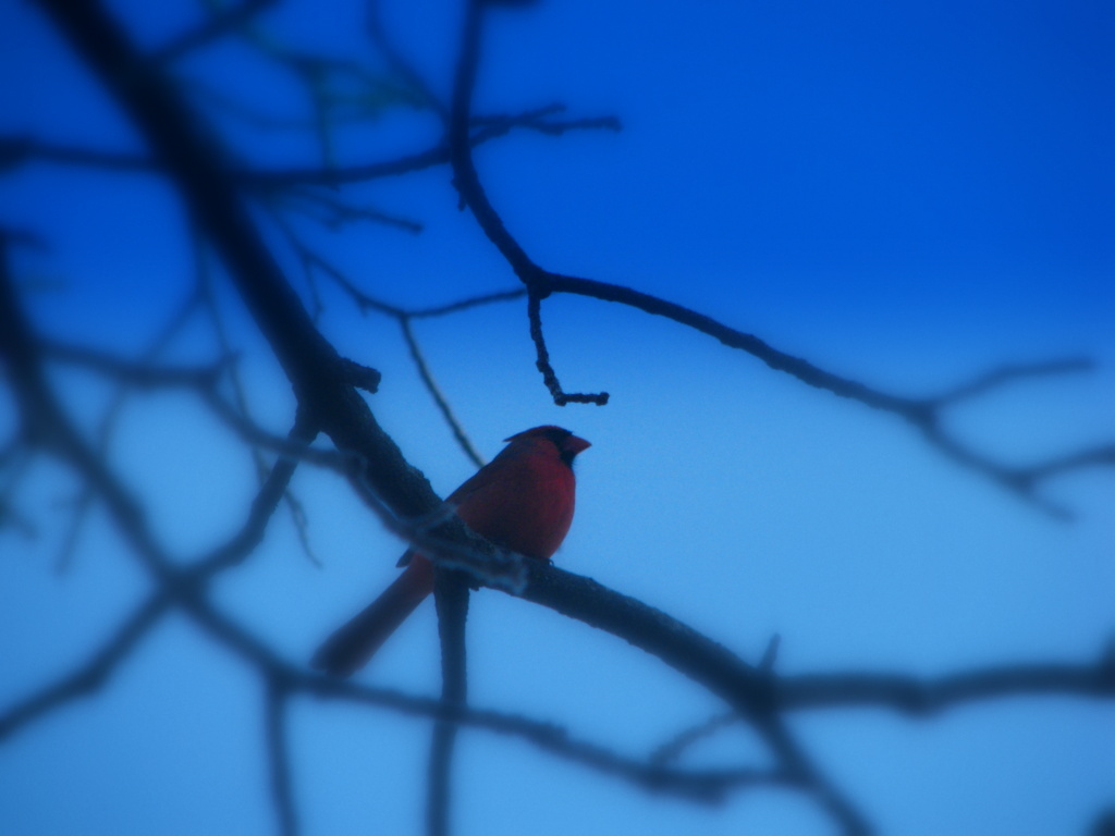 Male Cardinal