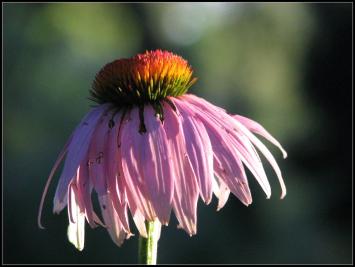 Purple Coneflower