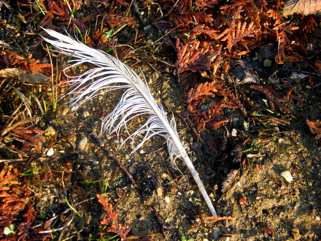 FEATHER ON THE BEACH
