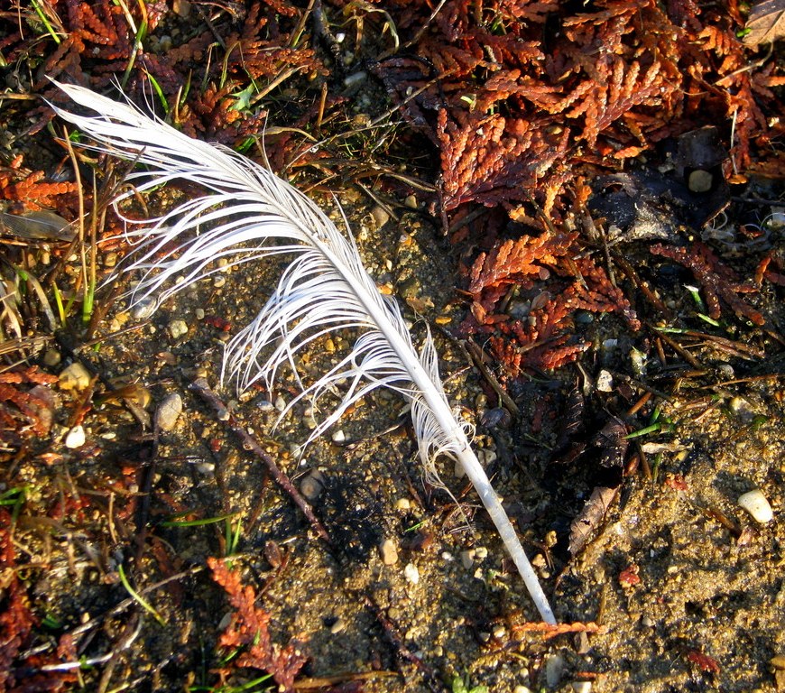 FEATHER ON THE BEACH