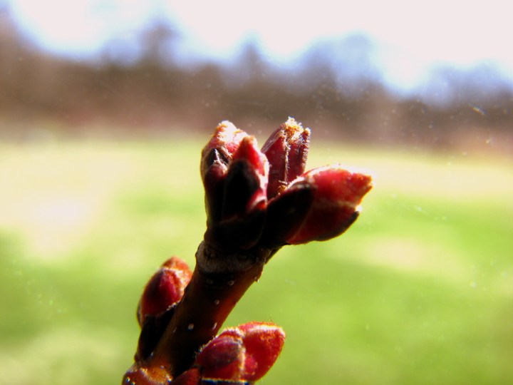 TREE BUD