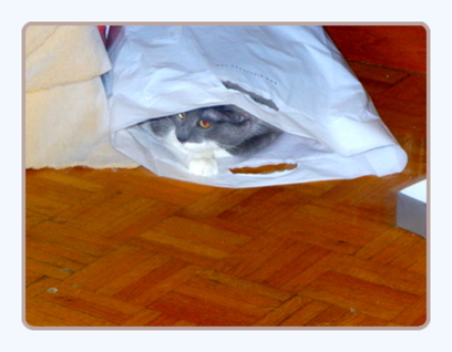 Cat in a Bag