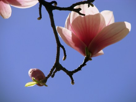 Magnolia Bloom
