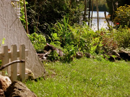 Old Kitty in the Catnip
