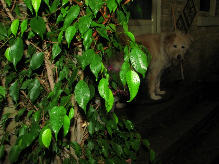 Fred getting a much needed shower