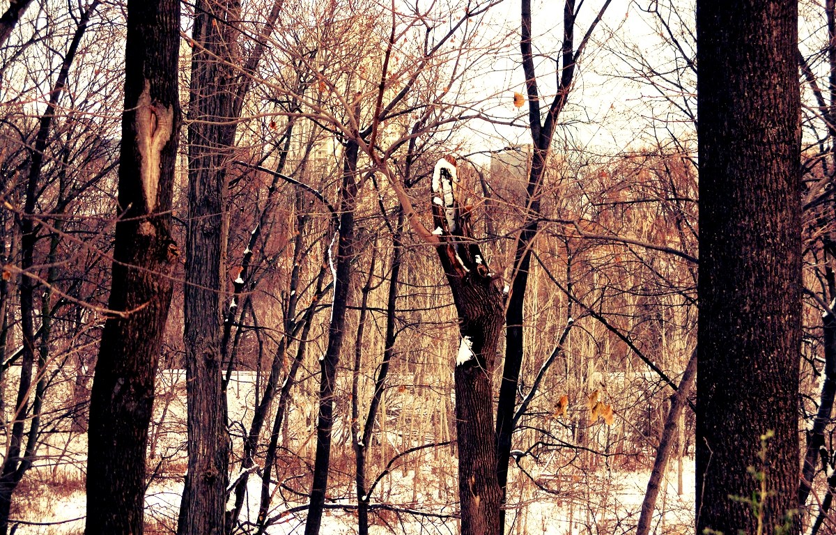 City Through The Trees