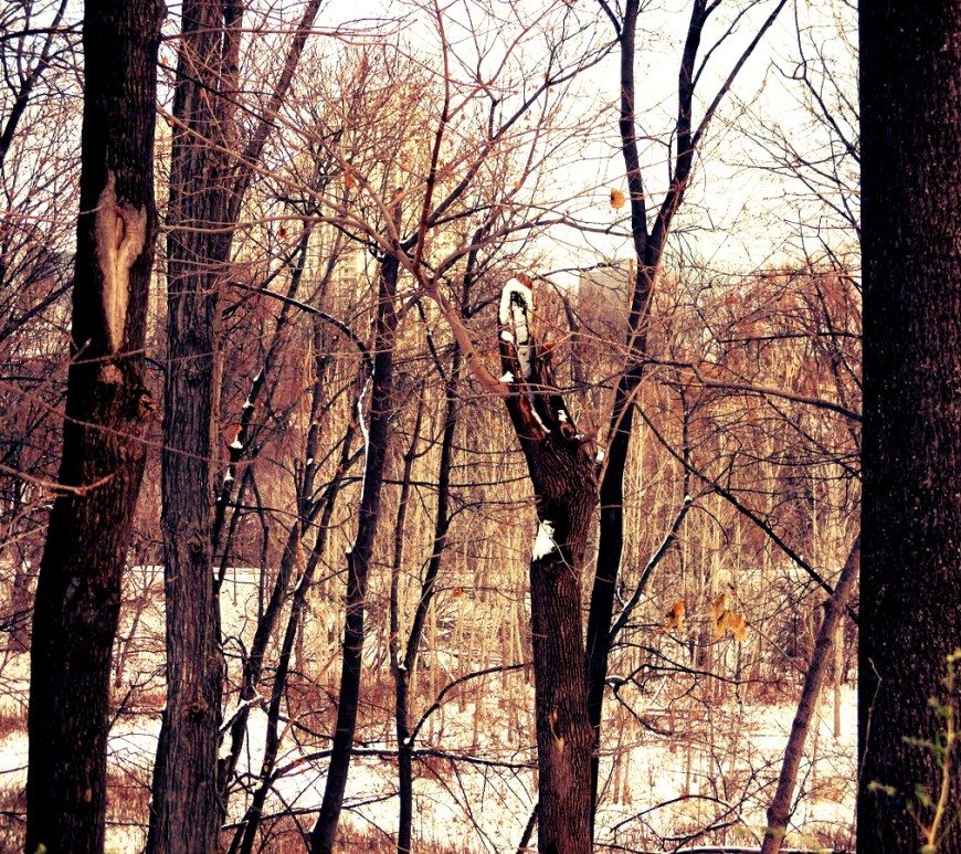 City Through The Trees