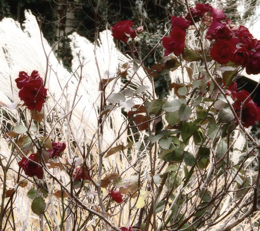 roses-in-winter