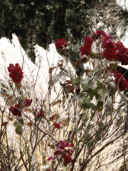 roses-in-winter