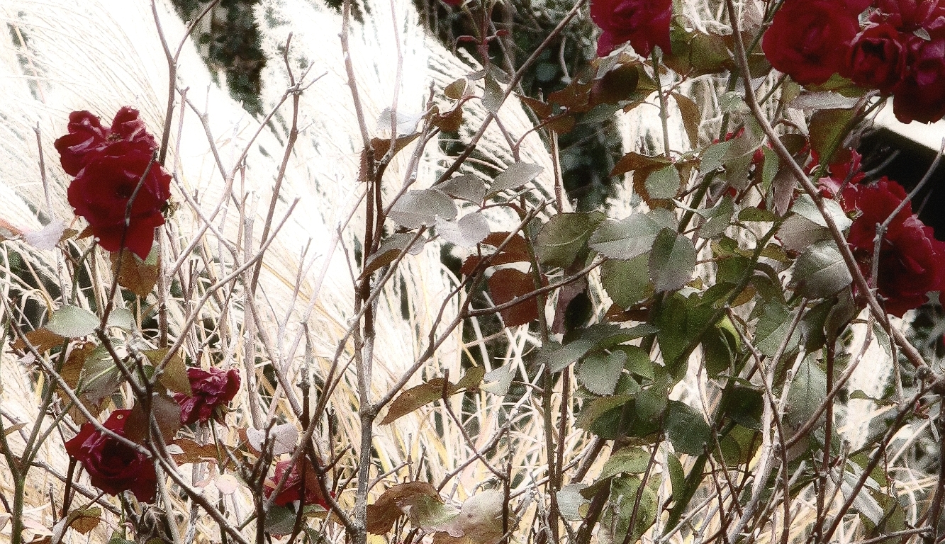 roses-in-winter
