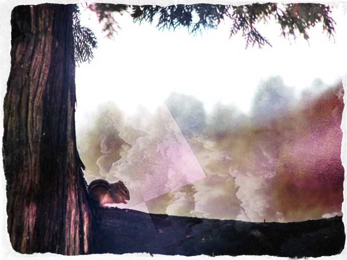 Chipmunk on a cedar branch - Irish Lake 