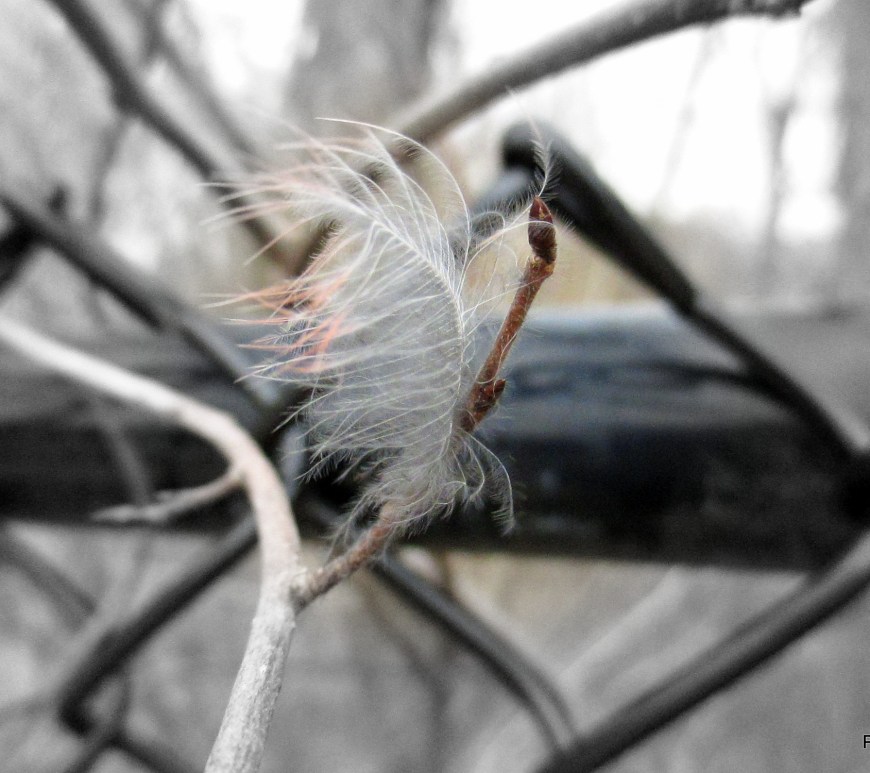 Feather In The Wind