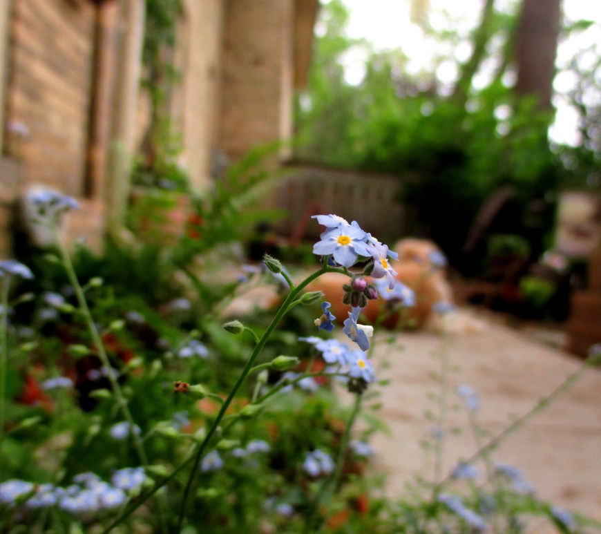 My In-Between Garden